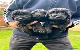 Bedlington Terrier dogs for sale: Stunning Bedlington Terrier puppies  - Image 4