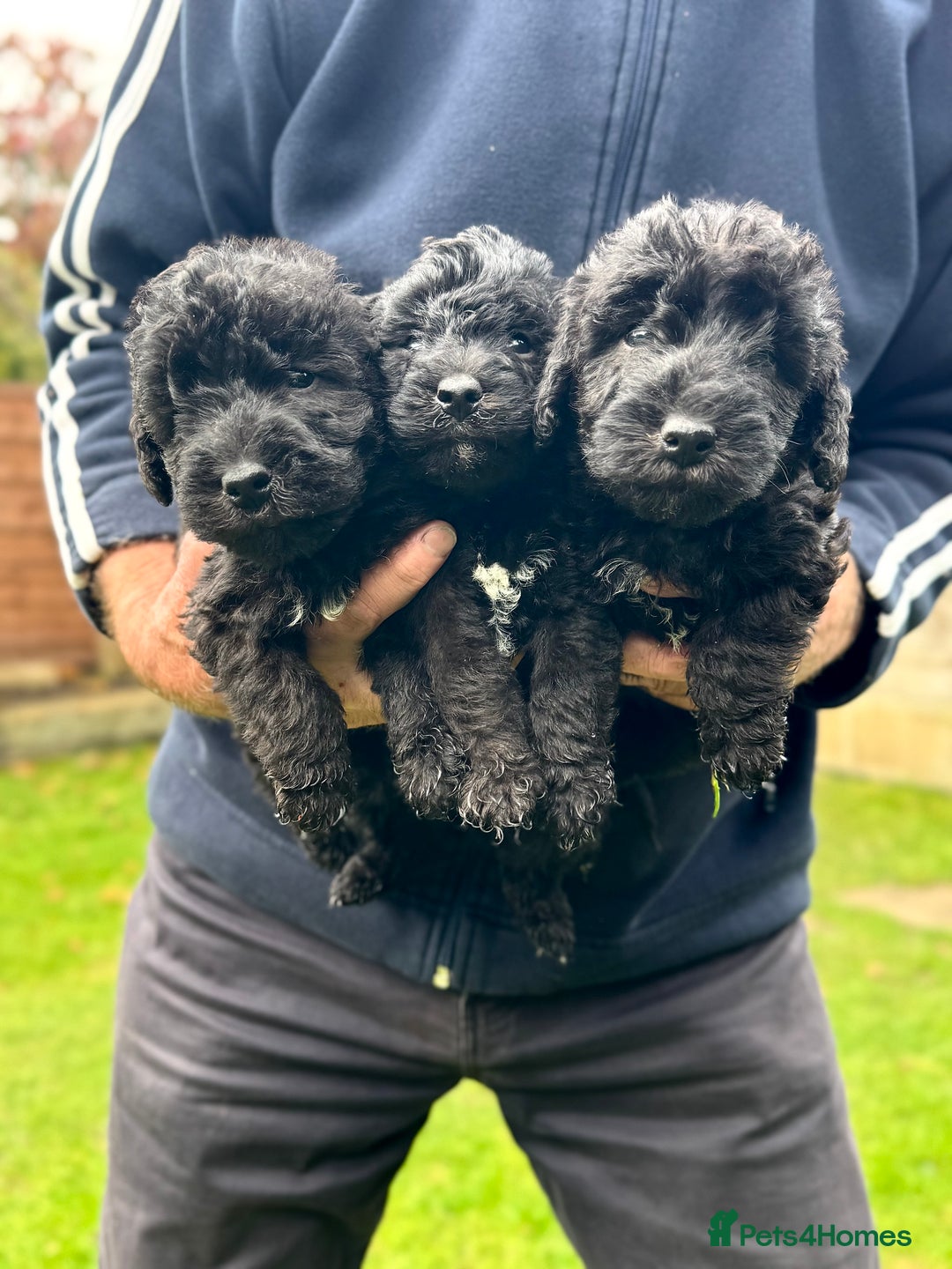 Bedlington Terrier dogs for sale: Stunning Bedlington Terrier puppies  - Image 4