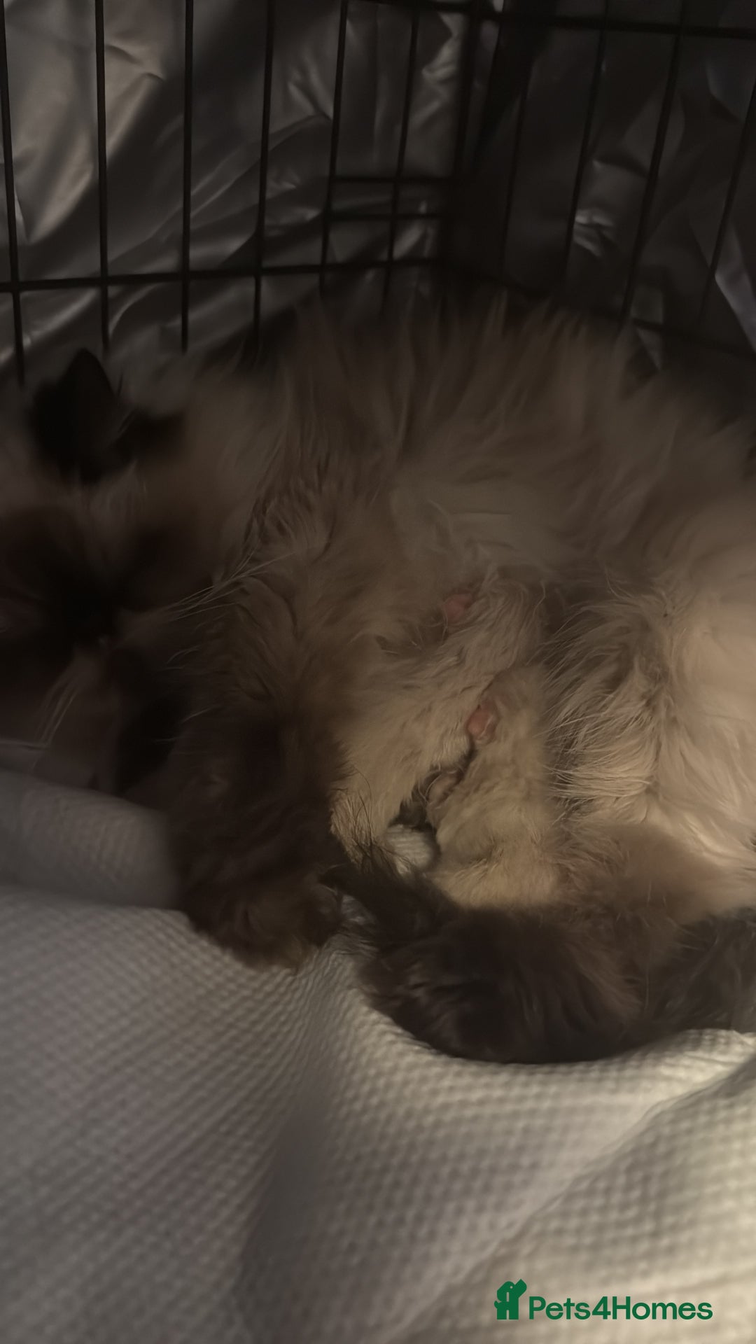 Persian cats for sale: Himalayan Persian Kittens  - Advert 9