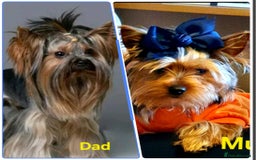 Yorkshire Terrier dogs for sale: 🌸 🐶Adorable Puppies Looking for Homes 🌸 - Image 13