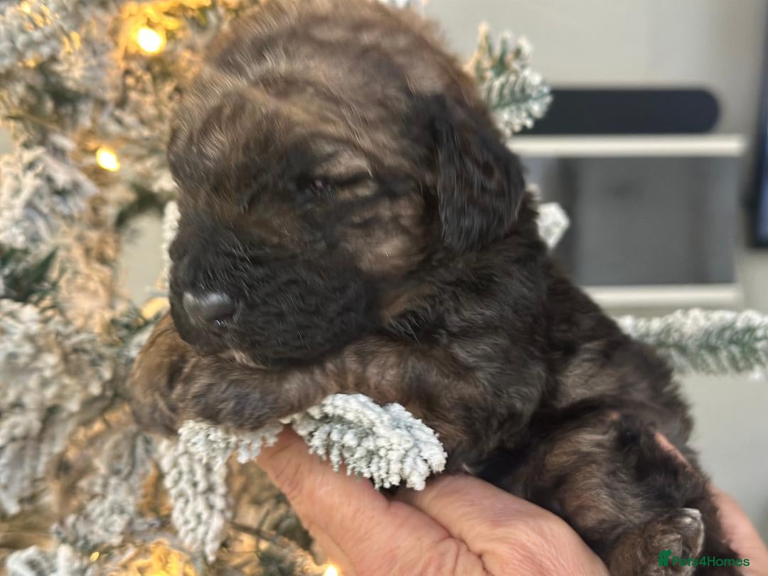 Mixed Breed dogs for sale: F1B STANDARD PRA CLEAR STBERNADOODLE - Advert 2