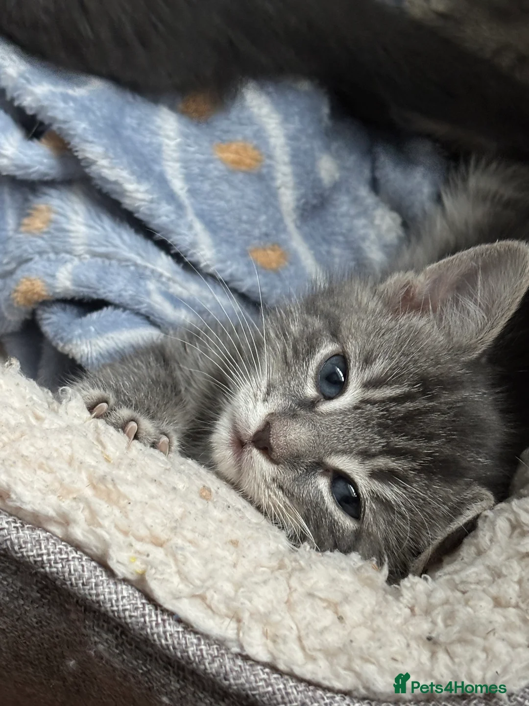 Domestic Shorthair cats for sale: Beautiful grey kittens available from 15 February  - Advert 15