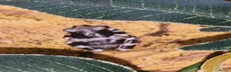 Frog reptiles for sale: Amazon Milk Frog babies in Wigan - Advert 4