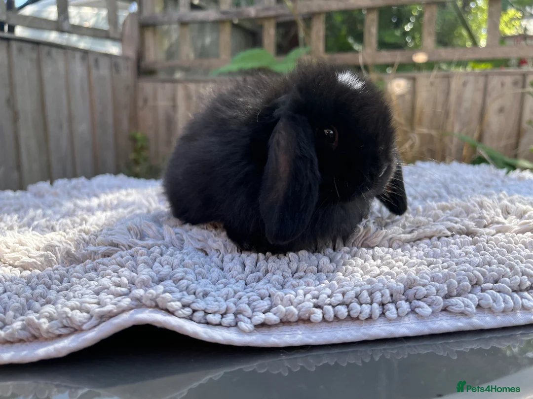 Mini Lop rabbits for sale: Stunning mini lops  - Advert 2