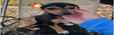 Jack Russell 2