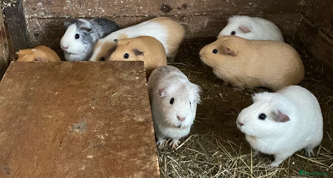 Guinea Pig rodents for sale: Mixed ages and sexes - Advert 2