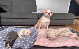 French Bulldog dogs for sale: KC FRENCH BULLDOG PUPPIES - READY NOW - Image 7