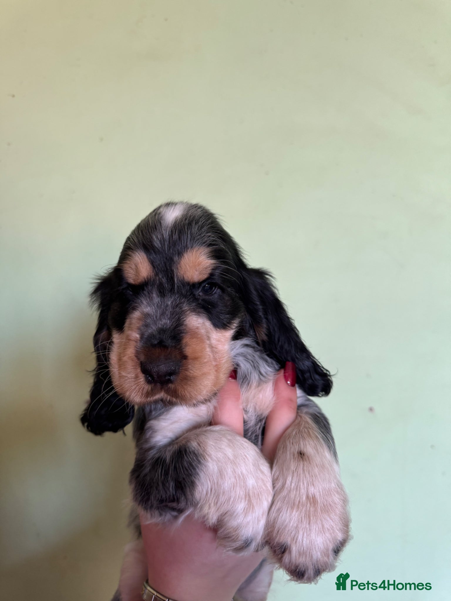 Cocker Spaniel dogs Show Type cocker spaniels  - Advert 1