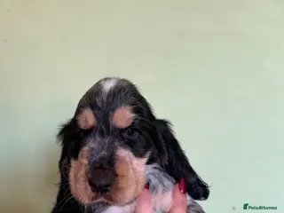 Cocker Spaniel dogs Show Type cocker spaniels - Advert 1