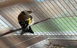 Canaries birds for sale: Canary - Image 9