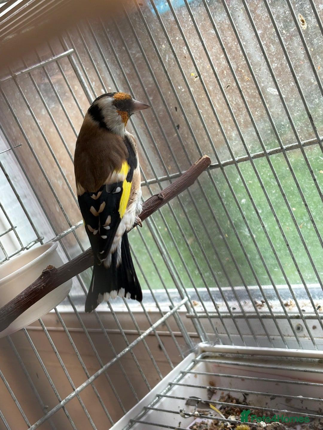 Canaries birds for sale: Canary - Image 9