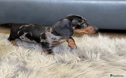 Dachshund dogs for sale: Miniature smooth haired Dachshund puppies  - Image 9
