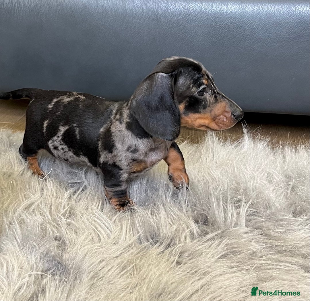 Dachshund dogs for sale: Miniature smooth haired Dachshund puppies  - Image 9