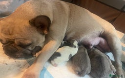 Frug dogs for sale: Frug puppies  - Image 5