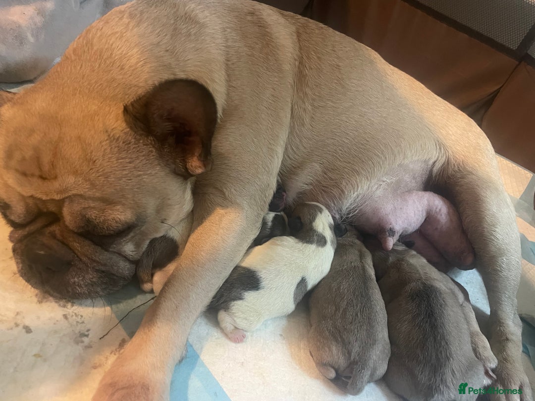 Frug dogs for sale: Frug puppies  - Image 5