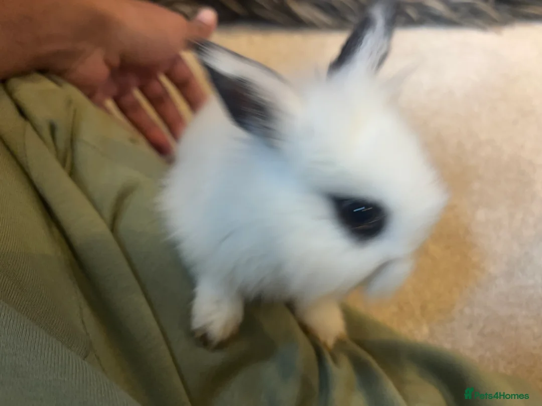 Mixed Breed rabbits for sale: Dwraf bunnies for sale  - Advert 22