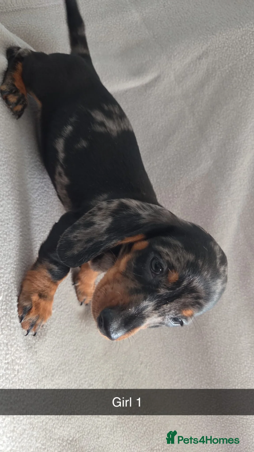 Miniature Dachshund dogs for sale: Miniature Dachshund  - Advert 1