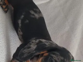 Miniature Dachshund dogs Miniature Dachshund - Advert 4