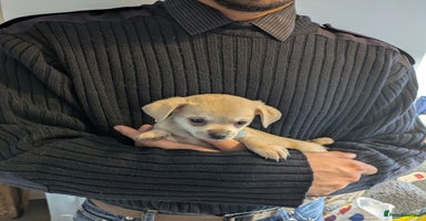 Chipoo dogs - Advert 2