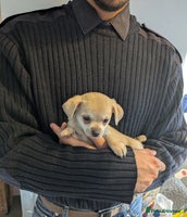 Chipoo dogs - Advert 2