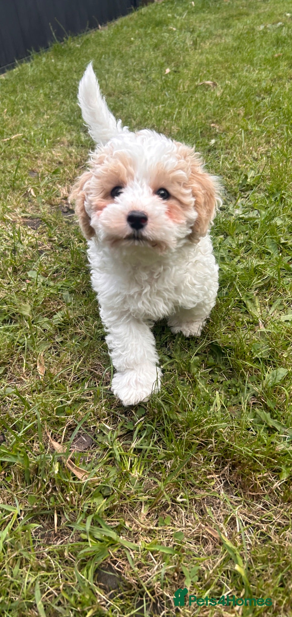 Shihpoo dogs ❤️Beautiful Shihpoos Available❤️🐶 - Advert 2