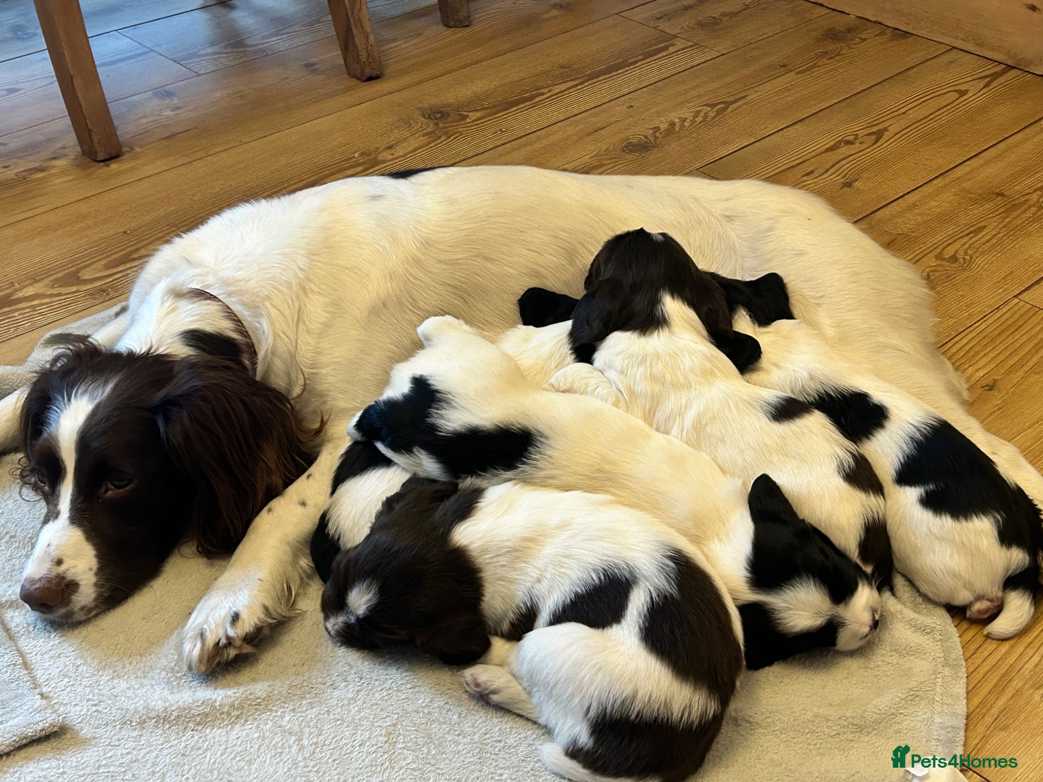English Springer Spaniel dogs English Springer Spaniel Puppies KC Registered  - Advert 5