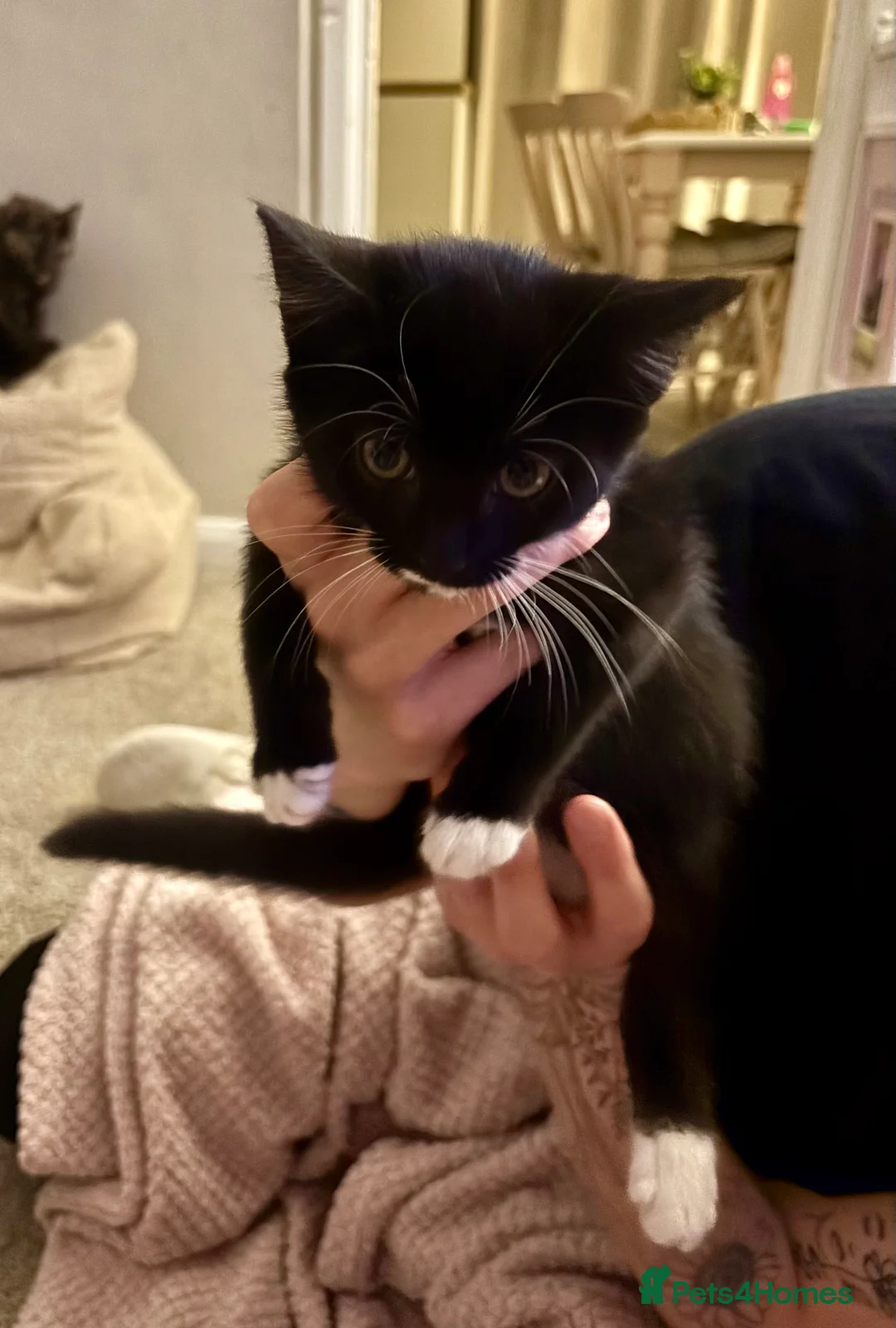 Mixed Breed cats for sale: Kittens - Advert 3