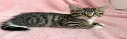 Mixed Breed cats for sale: Litter of 6 Kittens  - Advert 25
