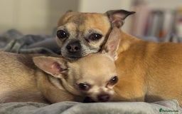 Chihuahua dogs for sale: Chihuahua puppies 8 weeks old  - Image 12