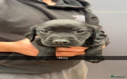 Cockerdor dogs for sale: 9 gorgeous cockerdor puppies  - Image 2