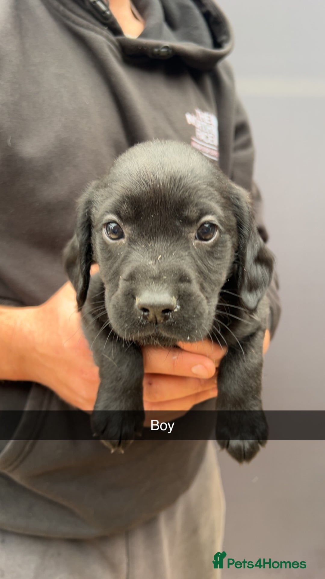 Cockerdor dogs for sale: 9 gorgeous cockerdor puppies  - Image 2