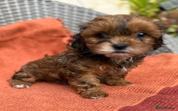 Shihpoo dogs for sale: Fluffy ShihPoo puppies - Image 16