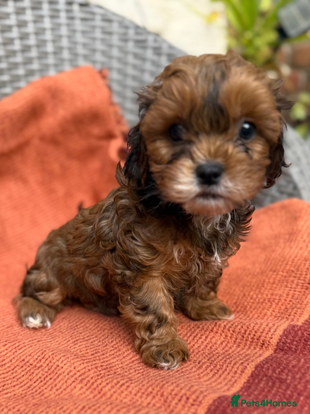 Shihpoo dogs for sale: Fluffy ShihPoo puppies - Image 16
