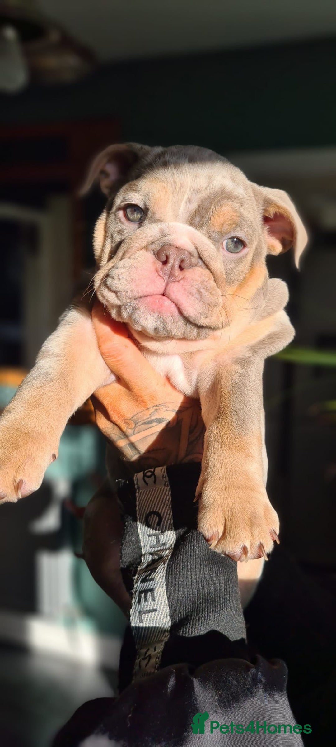English Bulldog dogs for sale: ✨ lilac Tan & Merle Female bulldog. – Available ✨ - Advert 2