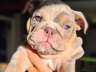 English Bulldog dogs ✨ lilac Tan & Merle Female bulldog. – Available ✨ - Advert 6
