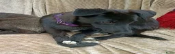 Mixed Breed dogs for adoption: Purple for adoption - Advert 2