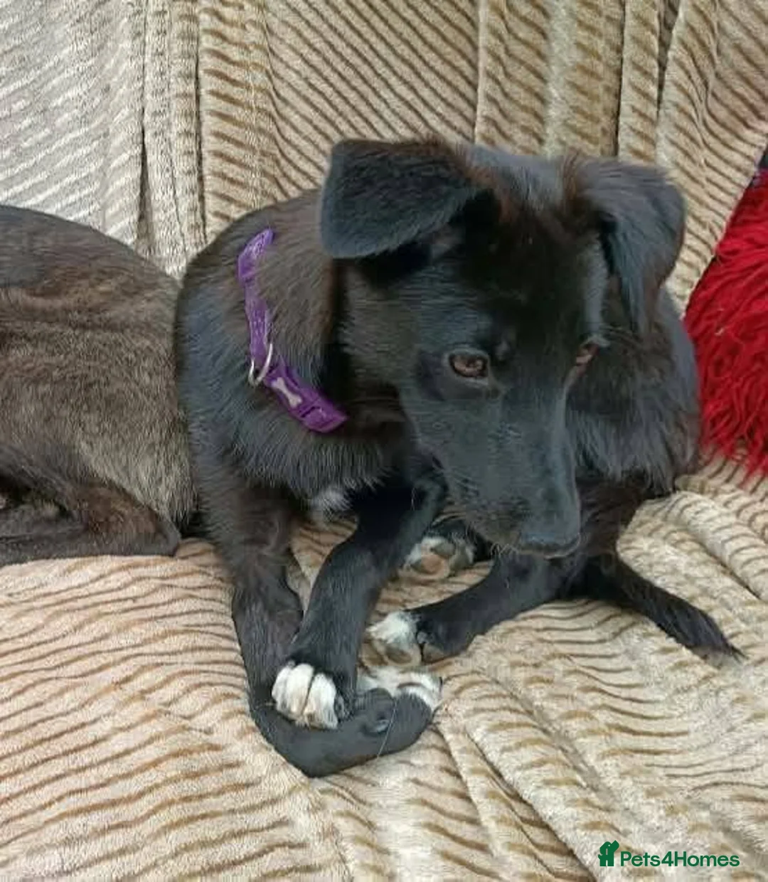 Mixed Breed dogs for adoption: Purple for adoption - Advert 2