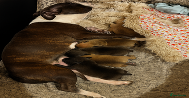 Staffordshire Bull Terrier dogs - Advert 7