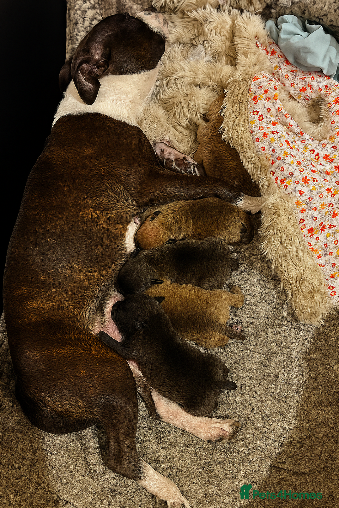 Staffordshire Bull Terrier dogs for sale: Champion bloodline Staffordshire Bullterrier Pups - Image 3