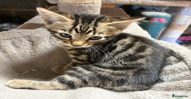Bengal cats - Advert 8