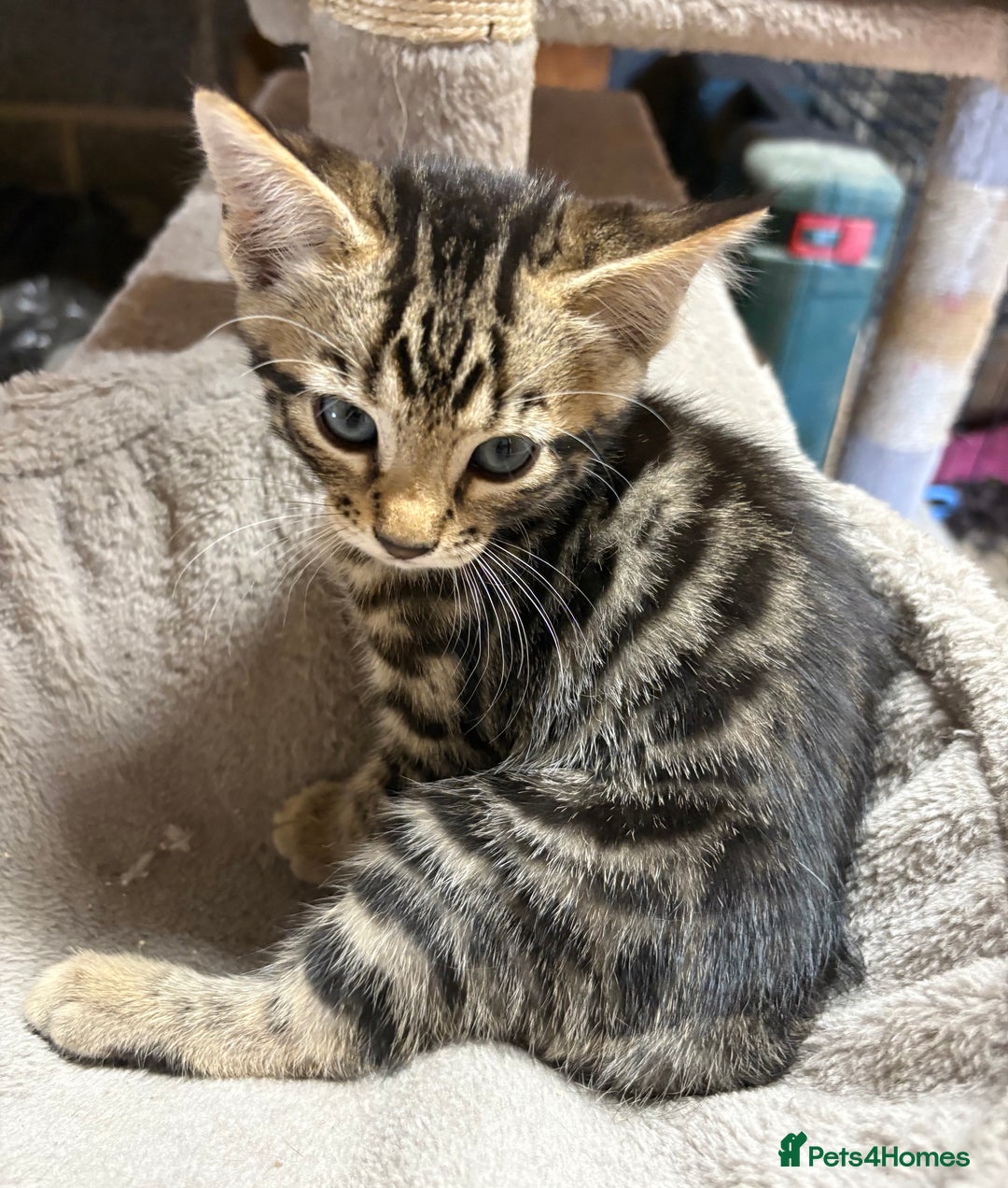Bengal cats for sale: Stunning Bengal Kittens - Image 3