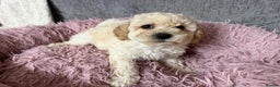 Poochon dogs for sale: Reduced Poochon Puppy   - Advert 6