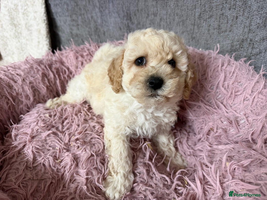 Poochon dogs for sale: Reduced Poochon Puppy   - Advert 6