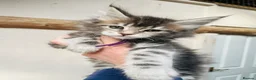 Maine Coon cats for sale: Stunning pedigree Maine coon kittens TICA  - Advert 3