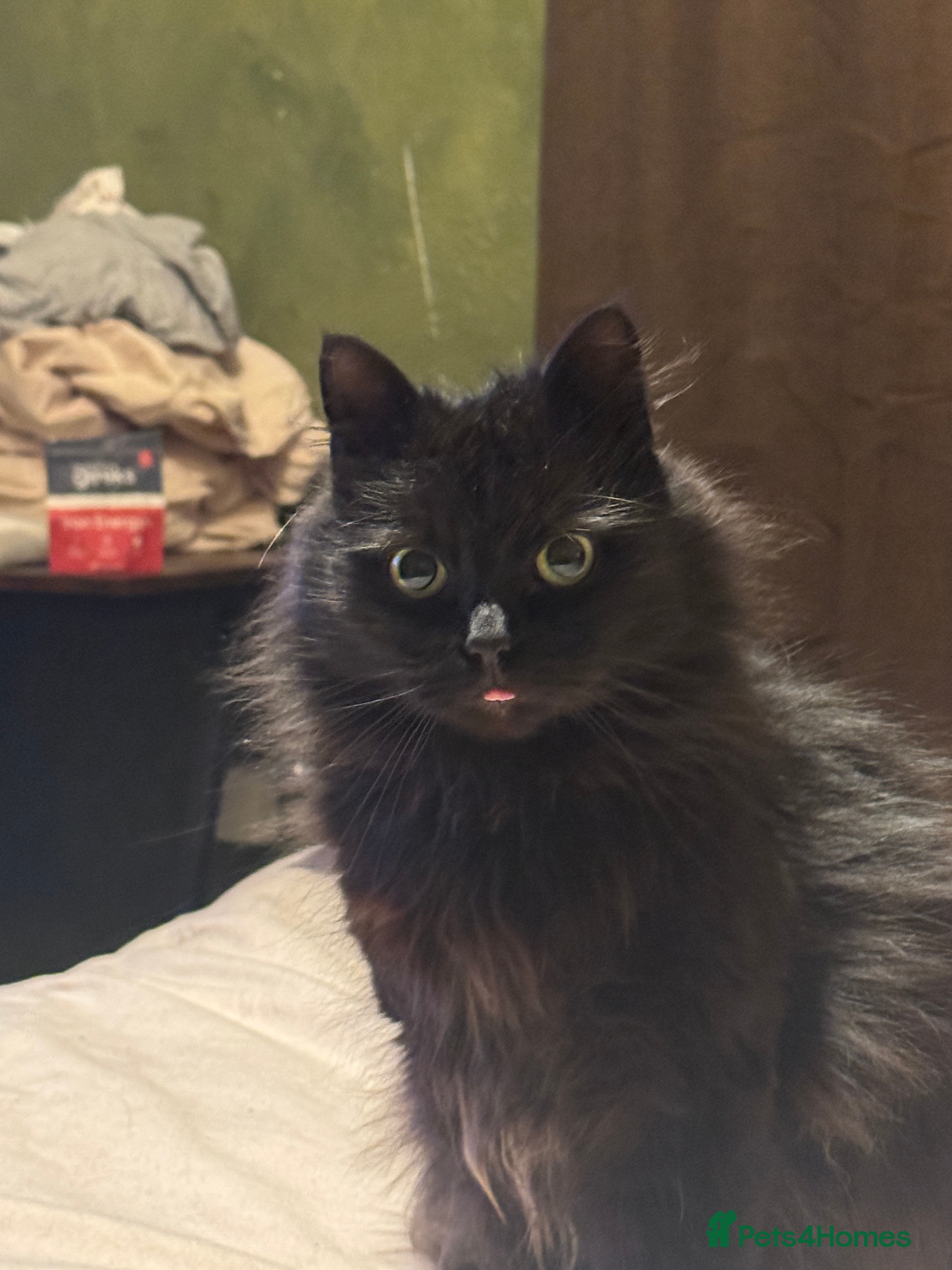 Mixed Breed cats Cuddly Black Long-Haired Cat for a Loving Home - Advert 1
