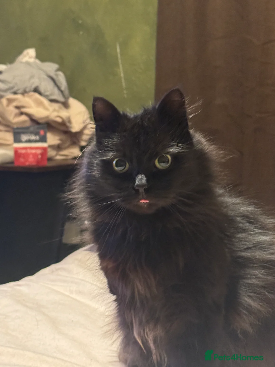 Mixed Breed cats for sale: Cuddly Black Long-Haired Cat for a Loving Home - Advert 1