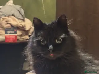 Mixed Breed cats Cuddly Black Long-Haired Cat for a Loving Home - Advert 1