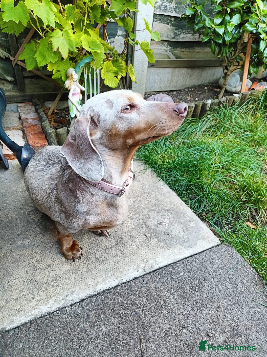 Dachshund dogs for sale: Standard Isabella dapple Lady - Advert 3