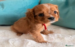 Cavalier King Charles Spaniel dogs for sale: Fully Health tested Cavalier King Charles Puppies  - Image 19