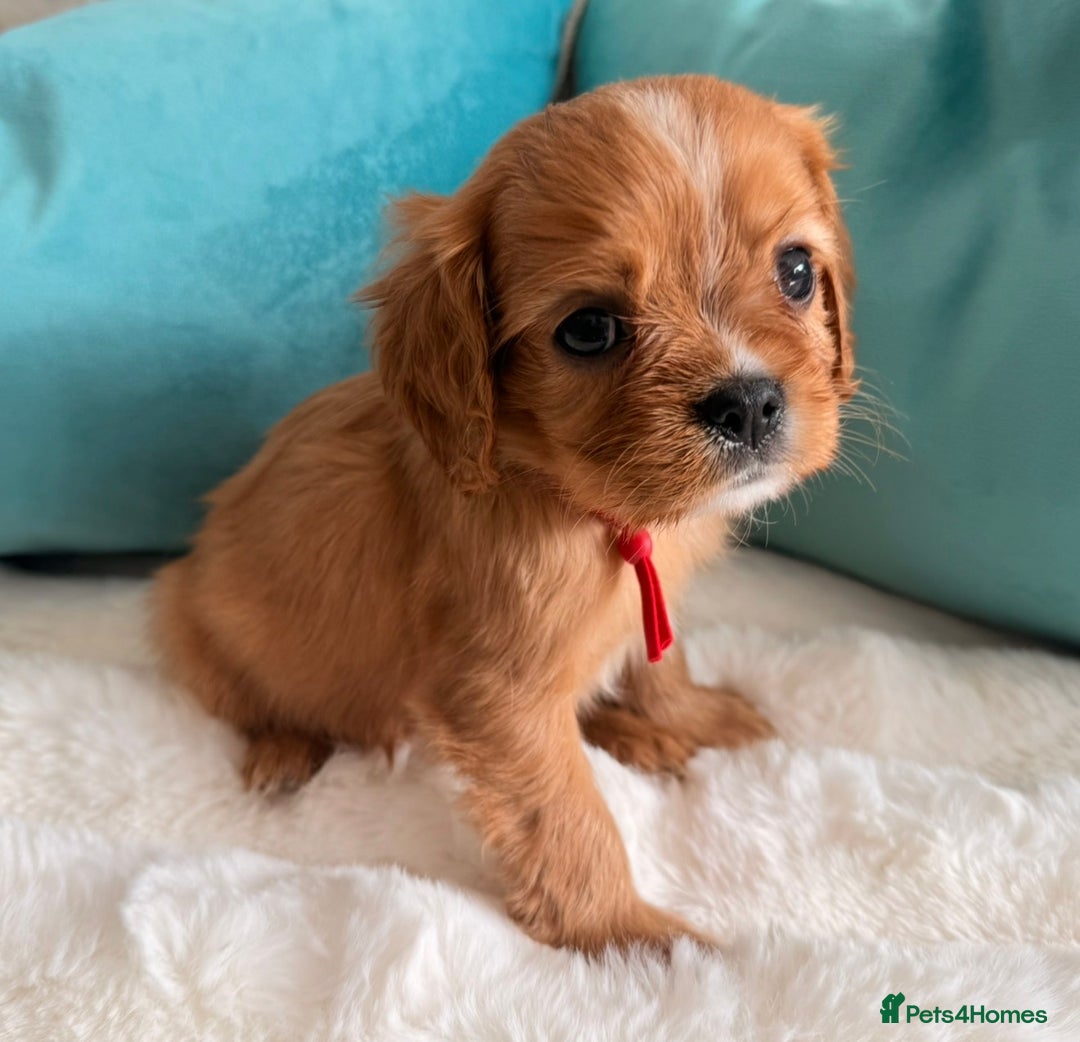 Cavalier King Charles Spaniel dogs for sale: Fully Health tested Cavalier King Charles Puppies  - Image 19